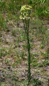 Image result for Eschenbachia