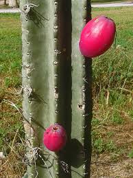 Sus flores y sus brotes son también comestibles. Cactus Plantas Especiales De America Para El Mundo Universidad Zamorano