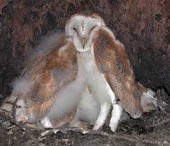 They nest in tree holes, caves, and any. Barn Owl Diaries Part 5 Birdguides