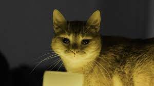 Wenn die katze plötzlich ins bett pinkelt kann das die unterschiedlichsten ursachen haben. Katze Pinkelt Ins Bett Ursache Und Losung Spezialreiniger24 Wissen