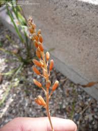 Image result for Aloe ballii