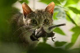 Sie ist ein seit mindestens etwa 9500 jahren vom menschen gehaltenes. Katze Frisst Vogel Was Tun Damit Die Katze Nicht Zum Killer Wird Wwf Blog