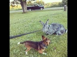 Flemish Giant Rabbits The Ultimate Guide Home Roost