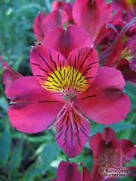 Buy Alstroemeria Plants From Burncoose Nurseries Alstroemeria Alstroemeria Plants Plants
