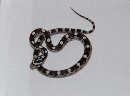Pin On Snake Patterns Colors
