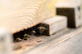 We did not find results for: 6 561 Bees House Photos Free Royalty Free Stock Photos From Dreamstime