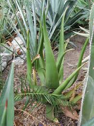 Image result for Aloe lutescens