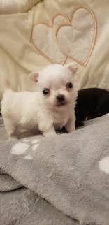 Check spelling or type a new query. Na Predaj For Sale Civava ChovateÄ¾ska Stanica Civav A Americky Stafrdsirsky Terier Mini Big Dog