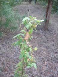 Image result for Rhynchosia albissima