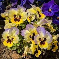 Pansy Meaning Ever Wondered What This Flower Symbolizes Let S Find Out