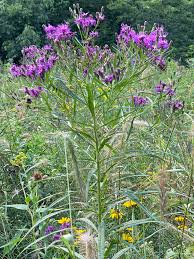 Image result for Vernonia auriculifera