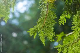 Image result for Cupressaceae