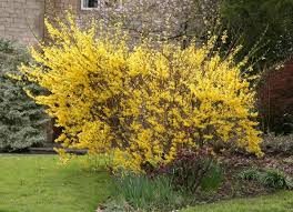 Forsythia Intermedia Lynwood Variety Forsythia Forsythia Plants River Birch Trees