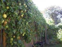 Per year once established and must. Pin By Pupu Pupustyle On Plants Growing Passion Fruit Passion Fruit Plant How To Grow Passion Fruit