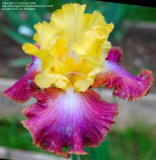 Bearded Iris Flower Plantfiles Picture 2 Of Tall Bearded Iris Darcy S Choice Iris Planting Bulbs Flowers Bulb Flowers