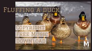 Copyright Free Music Fluffing A Duck Kevin Macleod Melody Scroll