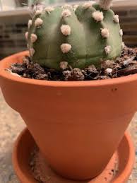 My cactus has this brown areas growing across the surface since a week ago. Is My Cactus Dead Tips From A Clueless Gardener By Jennifer Mittler Lee Age Of Awareness Medium