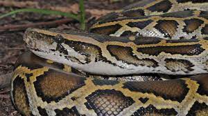 Ein königspython mit vielleicht 1,20 bis 1,40 m ist mit einer. Python In London Frau Wacht Auf Und Findet Schlange Neben Sich Im Bett Stern De