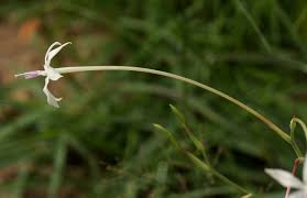 Image result for Afrosolen schimperi