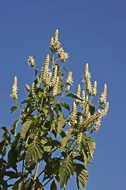 Image result for Justicia scandens