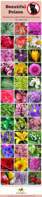 Plants Poisonous To Cats Infographic Toxic Plants For Cats Plants Plants Poisonous To Cats