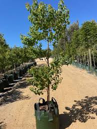 Image result for Sapium