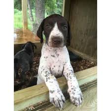 4 german shorthaired pointers puppies