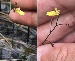 Image result for Utricularia  minor
