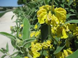 Image result for Phlomis fruticosa