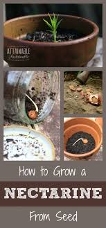 Grow A Nectarine From Seed Growing Vegetables Growing Fruit Fruit Garden