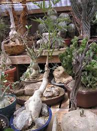 Image result for Adenia repanda