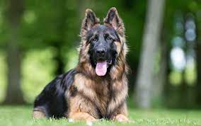 We did not find results for: King Shepherd Breed Info Is This The Best Shepherd For You Perfect Dog Breeds