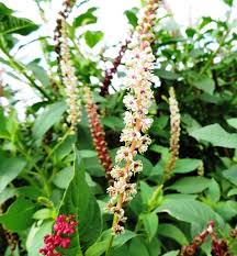 Image result for Phytolacca dodecandra