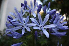 Agapanthus Love Letter Agapanthus South African Flowers Agapanthus Africanus