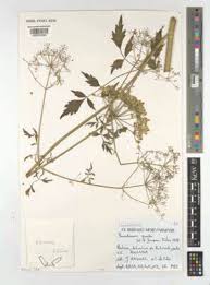 Image result for Lefebvrea grantii