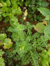 Image result for Lepidium bonariense