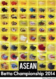 Pin Oleh Francisco Valera Cruz Di Betta Ikan Cupang Ikan Binatang