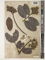 Image result for Maranthes