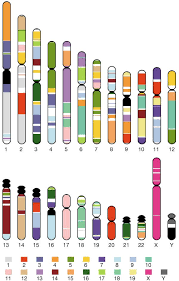 Pin By Seda Arihan On Imunologia 1 In 2020 Human Genome Biology Notes Medical Laboratory Scientist