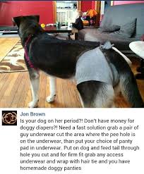 Dog In Heat Solution Dog In Heat Female Dog In Heat Dog Breeding Business