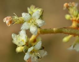 Image result for Harungana madagascariensis