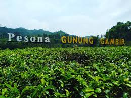 Tiket wisata kebun agung jember : 10 Spot Foto Keren Kebun Teh Gunung Gambir Tiket Masuk Alamat Wisata Oke