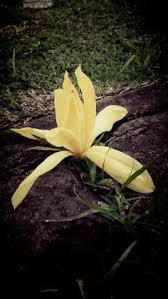 Tanaman bunga cempaka wangi termasuk dalam tumbuhan hijau abadi. 43 Beste Ideeen Over Bunga Cempaka Bloemen Magnolia Botanische Prenten