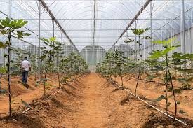 There are many who will please use the daily thread for all posts that are not related to malaysia or malaysians (or. Fig Farms