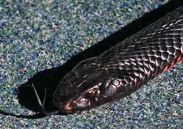 These snakes live in most of south carolina, especially in lakes and swamps but also in. Red Bellied Black Snake Pseudechis Porphyriacus