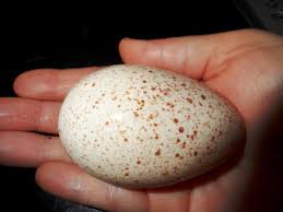 Ini dia cara membuat telur asin dari telur ayam dan puyuh sebagai alternatif! Penetasan Telur Ayam Belanda Kawalan Suhu Masa