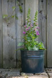 Ihr Online Shop Fur Gartenzubehor Wohnaccessoires Mit Bildern Pflanzen Garten Gartenzubehor