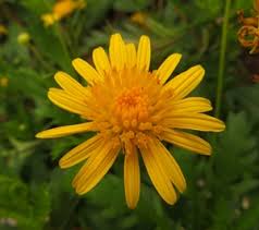 Image result for Euryops chrysanthemoides