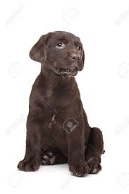 Four labrador puppies, 7 weeks old, in front of white background. Chocolate Labrador Puppy 7 Weeks Old Stock Photo Picture And Royalty Free Image Image 13256096