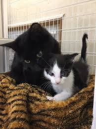 Cat Found Protecting Kittens Left In The Cold But The Cat Is Not Mom At All With Updates Cat Mom Kittens Benadryl For Cats